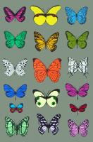 17 Butterflies by Scott Campbell